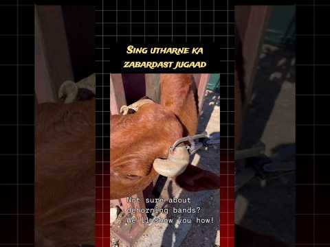 सींग utharne ka zabardast jugaad | Dehorning by using a rubber band#dehorning#cow#sheep#goat#farming