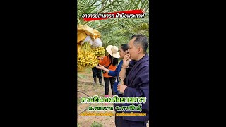 #ชมสวนอินทผลัม แห่งแรกของปี68 กับอาจารย์สามารถ ฝ่ามือพระกาฬ ลูกใหญ่มาก!!