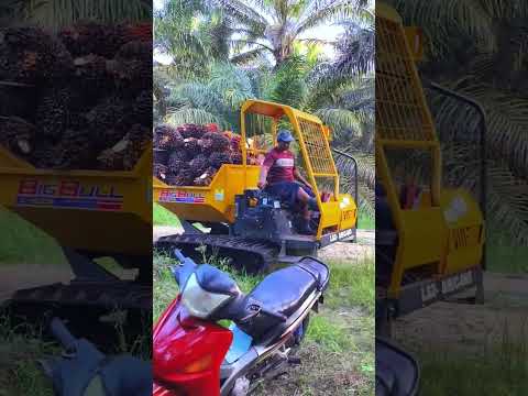 Perbedaan sistem kerja sawit di Malaysia dengan Indonesia #shorts