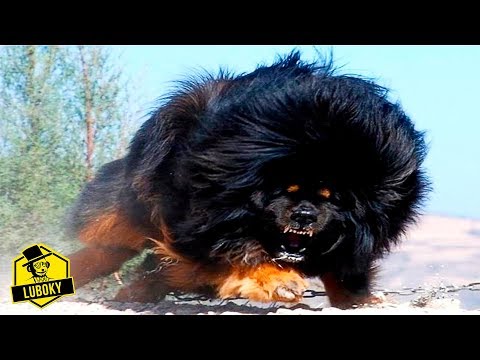 LOS PERROS MAS PELIGROSOS DEL MUNDO [POR RAZAS]