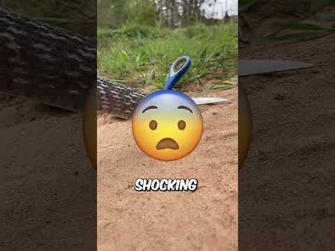 This snake trap is extreme?