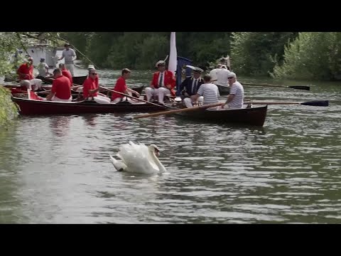 YouTube video thumbnail: Britain’s Annual Swan Count Begins on the River Thames