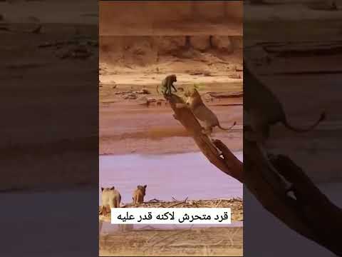 القرد يخدع اللبوه بذكائه