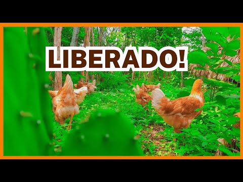 LIBERADO SOLTAR as GALINHAS na ÁREA EXTERNA