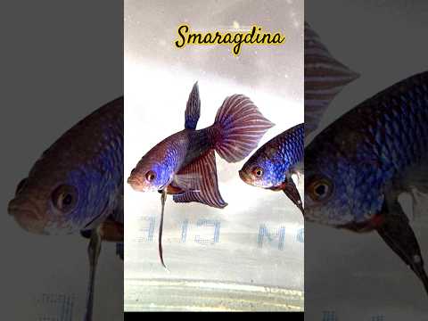 smaragdina are ready 🙋🏻‍♂️🙋🏻‍♂️