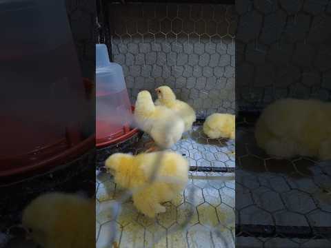 Pollos blancos en la huerta  #viral #pollos #granjita #huerta #animales #shorts