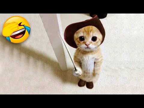 Funniest animals will make you laugh to die 😻🐶 Cute cats and dogs ever 🤣