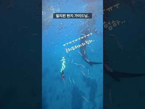 그가 이리도 슬피 우는걸.. 영상 보고 알았습니다.. #프리다이빙 #세부 #고래상어 #whaleshark #freediving #cebutravel