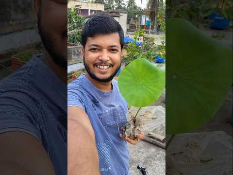পদ্ম গাছ বসালাম #shorts #lotus #minivlog #dailyvlog #lifestyle #villagelife #sudiptasarkar
