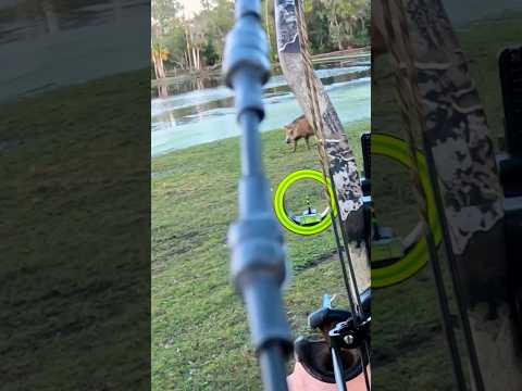 POV hog hunt! New vid out Now!