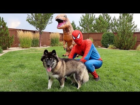 Spiderman SAVES Kakoa From T-Rex!