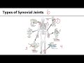 Types of Joints and Movements