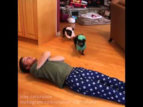 Funny Dachshund EMS Response - Choking Victim! - Vine