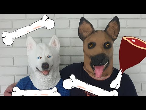 Bear, dogs and other animals masks comedy videos البالونات والحيوانات الأليفة