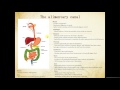 Digestive System Functions and Processes