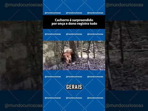 Cachorro é surpreendido por onça e dono registra tudo afastá-la. #Onça #AtaqueAnimal#Flagrante #MG