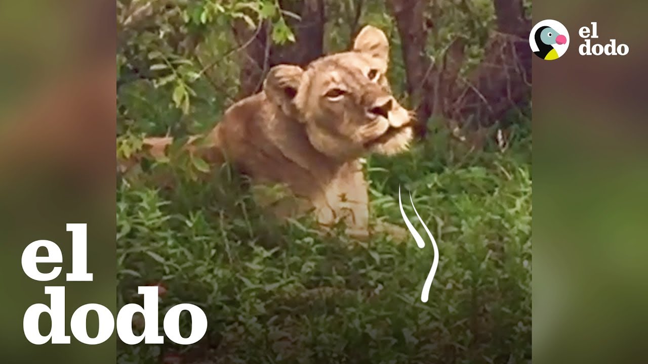 Estos animales vieron a sus familias después de estar separados por mucho tiempo
