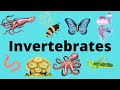 Invertebrate Biology Concepts