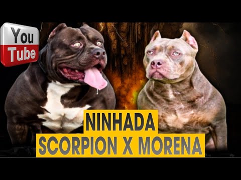 🐻 FILHOTES SCORPION X MORENA