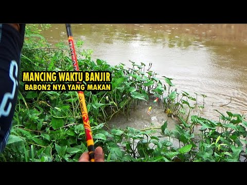 Gak nyangka !! Umpan lumut di waktu Banjir malah ikan babon2 nya yang makan