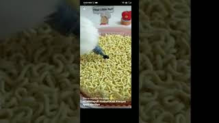 some noodle today 😁