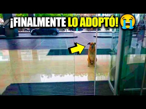 Perro Callejero Esperó Durante Meses a una Azafata Fuera del Hotel 🐶💔