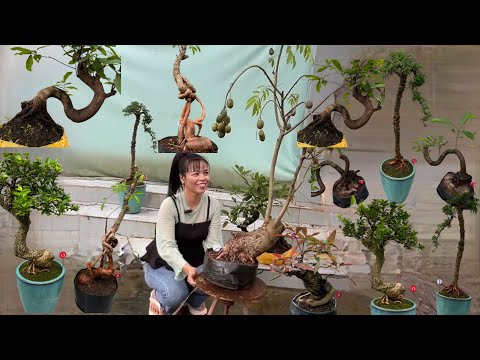 Trung Hiếu 12/12 chào bán Cây Cảnh Bonsai Ăn Trái, Chơi Hoa, Làm Thuốc