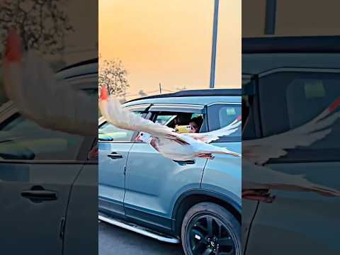 car wale ka reaction 😱💯🕊️ #trending #pigeonlover #publicreaction #kabutarlover #ytshorts #shorts