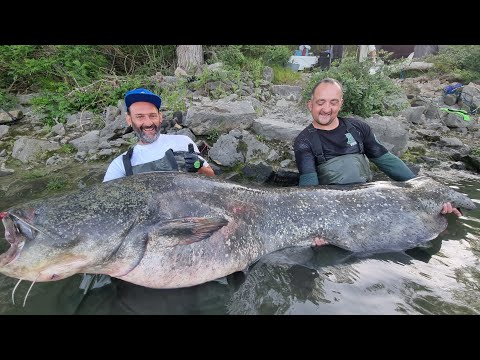 Ho pescato un altro pesce siluro gigante da 80 kg sul fiume by Yuri Grisendi Fishing