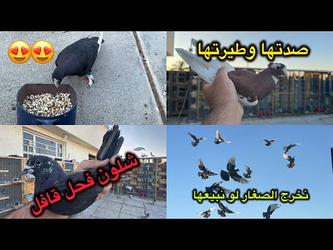 صيد فحل قافل😍صدت زبيريه بحمر وطيرتها😂😂