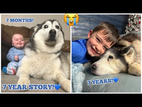 The Full 7 Year Story Of My Husky & Baby Becoming Best Friends!😭💙.