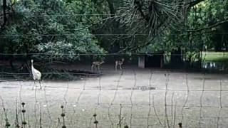 Zoo Köln 17 Hirschziege und Storch