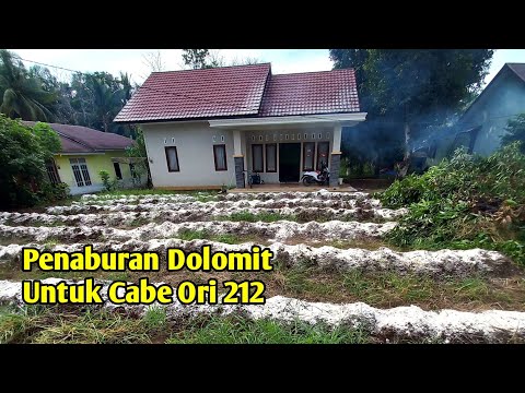 Penaburan dolomit untuk cabe di halaman rumah