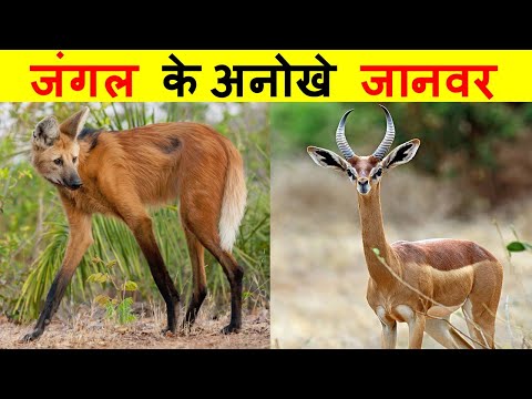 जंगल के सबसे अनोखे जानवर। JUNGLE'S  MOST UNIQUE ANIMALS.