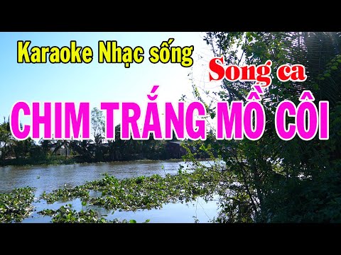 Karaoke nhạc sống CHIM TRẮNG MỒ CÔI – SONG CA