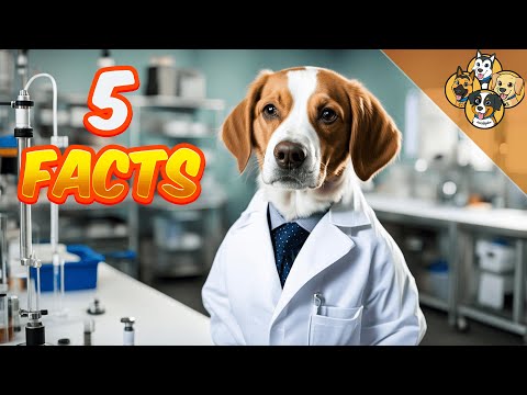 5 Facts about dogs that will drop your jaw