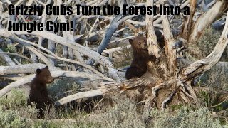 Mama Grizzly Watches Her Cubs Turn the Forest into a Jungle Gym 🐻