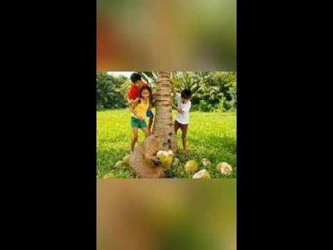 Capy Và Bọn Trẻ Hái Dừa Siêu Đỉnh.