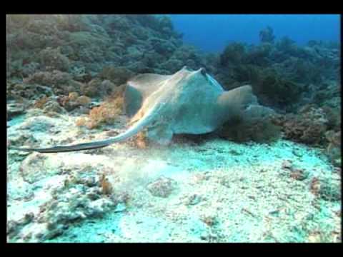 【海洋生態】海洋生態系│孕育地球生命的起源地 (我們的島 109集 2001-05-28) - YouTube(11分05秒)