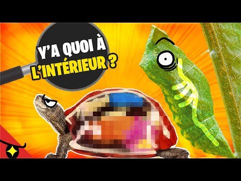 Y’a quoi à l’INTÉRIEUR de ces 8 ANIMAUX ? 🐝🐍🐪