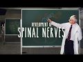Functions of the Nervous System