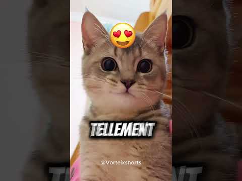 Ce sont 3 animaux dont l’espèce disparaît très rapidement 🥺🌍