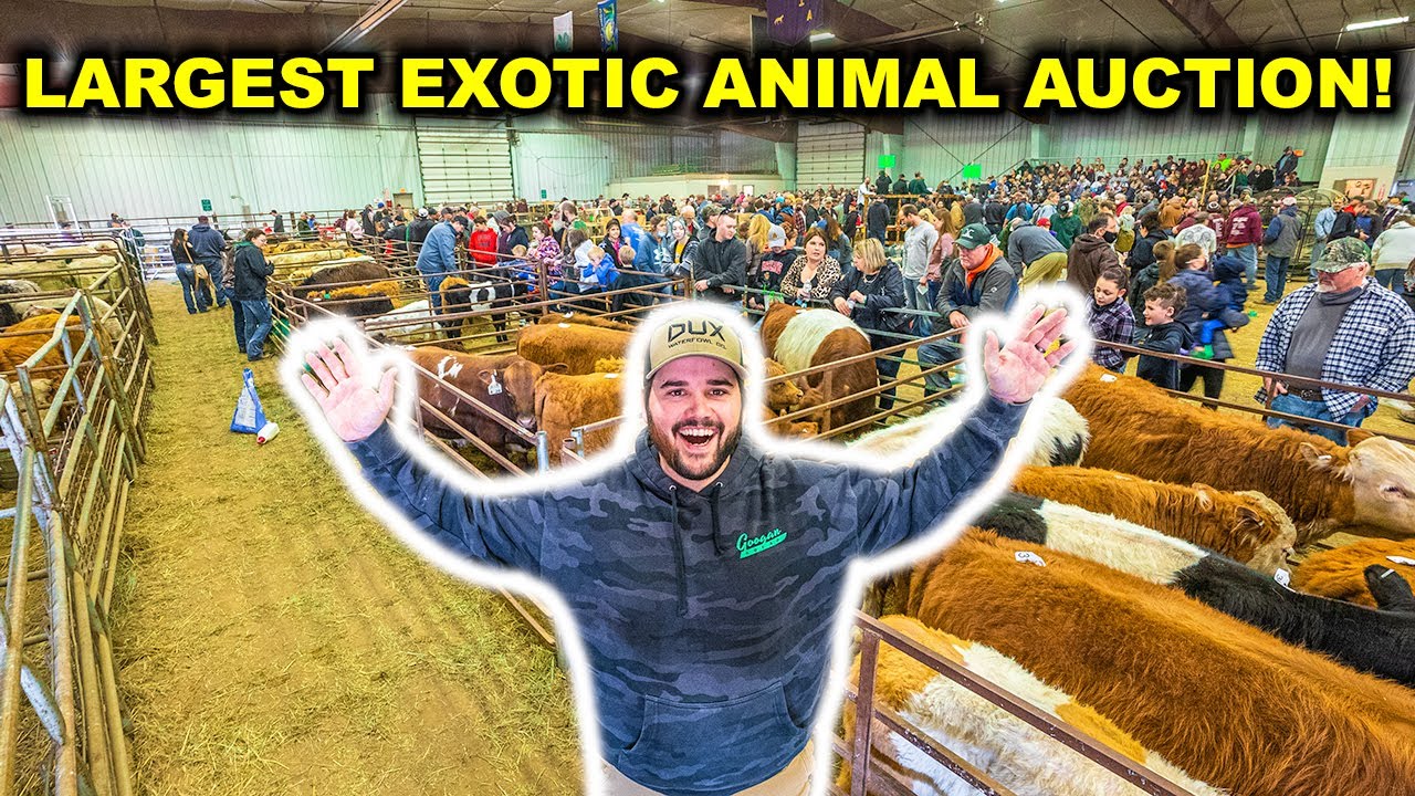 Buying EXOTIC BACKYARD FARM Animals at the World's LARGEST Exotic Animal AUCTION!