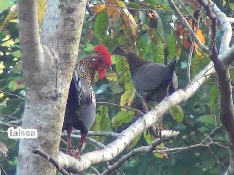 #Wild Chicken  life in beautiful ever greenforest !! #Grey junglefowl !!! (kattukozhi)
