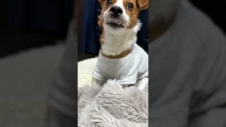 歯、バグってますけど大丈夫？#shorts #犬