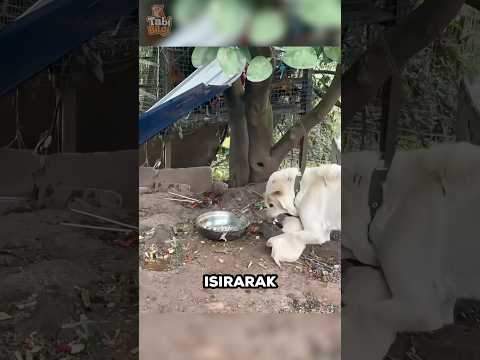 Annesi Tarafından Yaralanan Yavru Köpeğe Sahibi Baktı ❤️