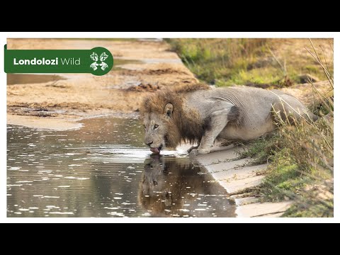 4K Wildlife Uninterrupted Magic | Plains Camp Males on a Mission