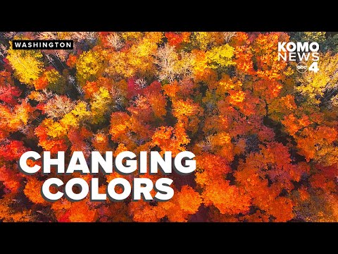 Why do leaves change color during the fall?