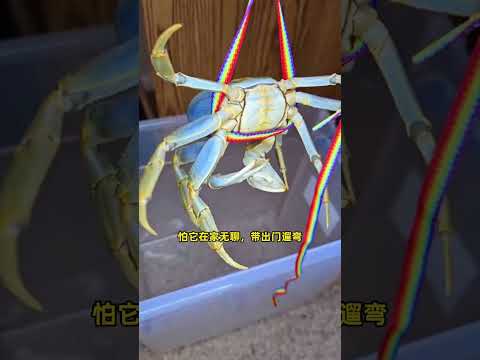 小姐姐看螃蟹可爱不忍心吃掉，于是便将它当宠物养，没想到它竟然会主动牵手手。