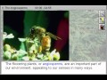 Angiosperms and Their Ecological Roles